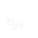 Entropy Silence Collapse